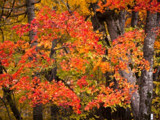 Hokkaido, Japan.日本北海道