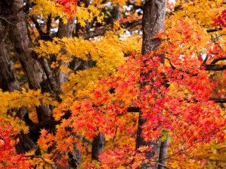 Hokkaido, Japan.日本北海道