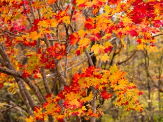 Hokkaido, Japan.日本北海道