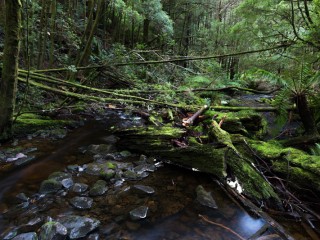 landscape of Tasmania,Australia.澳洲塔斯曼尼亞風光