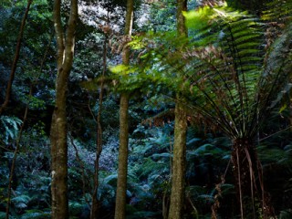 Blue Mountains, Australia.澳洲蓝山