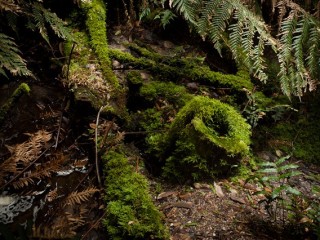 Blue Mountains, Australia.澳洲蓝山