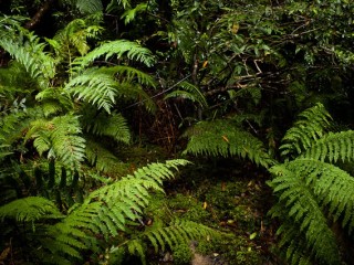 Blue Mountains, Australia.澳洲蓝山