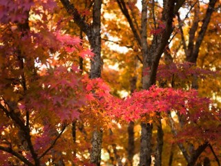 Mt Dandenong in Autumn，澳大利亞Dandenong山秋色