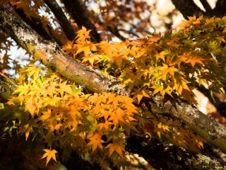 Mt Dandenong in Autumn，澳大利亞Dandenong山秋色