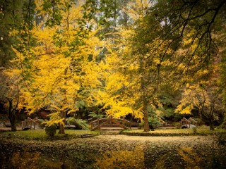 Mt Dandenong in Autumn，澳大利亞Dandenong山秋色