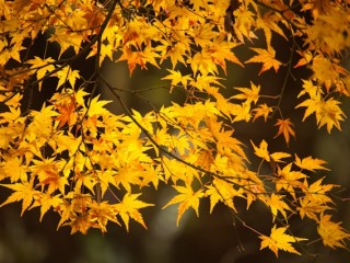 Mt Dandenong in Autumn，澳大利亞Dandenong山秋色