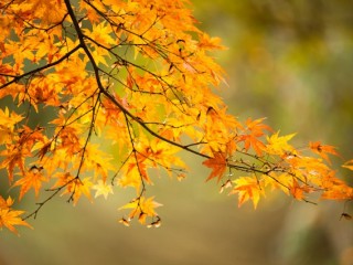 Mt Dandenong in Autumn，澳大利亞Dandenong山秋色