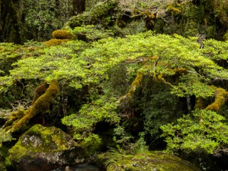 Landscape of  South Island, New Zealand，新西蘭