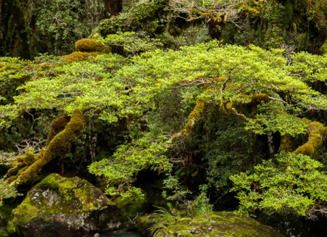 Landscape of  South Island, New Zealand，新西蘭