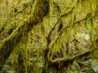 Landscape of  South Island, New Zealand，新西蘭