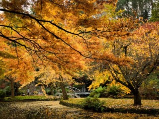 Mt Dandenong in Autumn，澳大利亞Dandenong山秋色