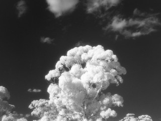 The outback of Victoria (Infrared).澳大利亞維多利亞州風光(紅外線)