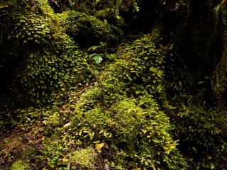 Landscape of  South Island, New Zealand，新西蘭