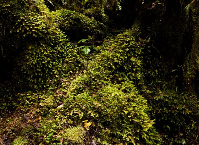 Landscape of  South Island, New Zealand，新西蘭