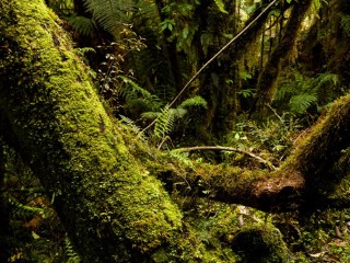 Landscape of  South Island, New Zealand，新西蘭