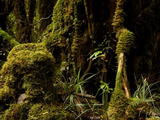 Landscape of  South Island, New Zealand，新西蘭