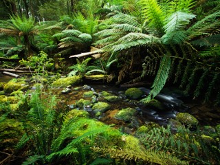 Great Otway National Park,Australia