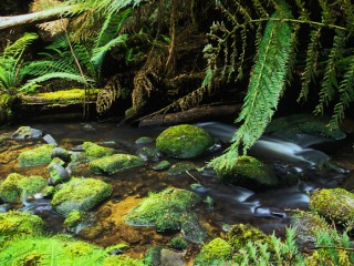 Great Otway National Park,Australia