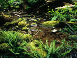 Great Otway National Park,Australia