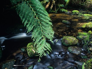 Great Otway National Park,Australia