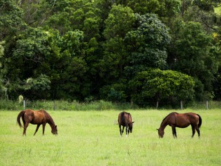 Lamington National Park,Australia. 澳大利亞