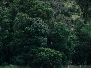 Lamington National Park,Australia. 澳大利亞