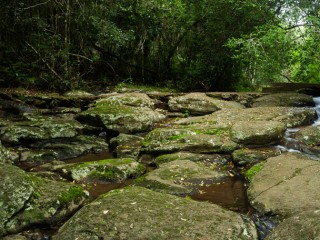 Lamington National Park,Australia. 澳大利亞