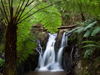 Rain forest, Australia. 澳洲雨林