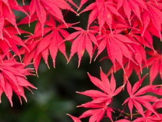 Victoria in Autumn,Australia.維多利亞州秋色，澳洲