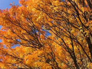 Victoria in Autumn,Australia.維多利亞州秋色，澳洲