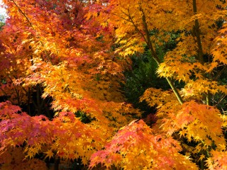 Victoria in Autumn,Australia.維多利亞州秋色，澳洲