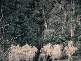 Victoria in Autumn,Australia.維多利亞州秋色，澳洲