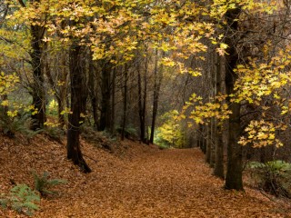 Victoria in Autumn,Australia.維多利亞州秋色，澳洲