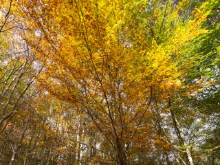 Victoria in Autumn,Australia.維多利亞州秋色，澳洲