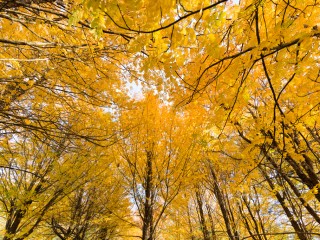 Victoria in Autumn,Australia.維多利亞州秋色，澳洲