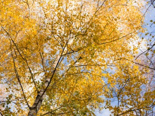 Victoria in Autumn,Australia.維多利亞州秋色，澳洲