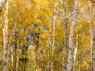 Victoria in Autumn,Australia.維多利亞州秋色，澳洲