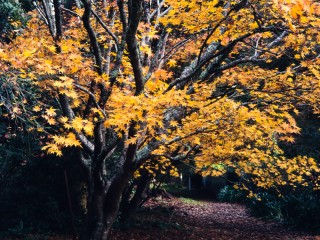 Victoria in Autumn,Australia. 維多利亞州秋色，澳洲