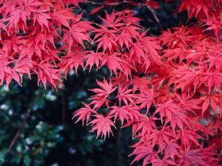 Victoria in Autumn,Australia. 維多利亞州秋色，澳洲