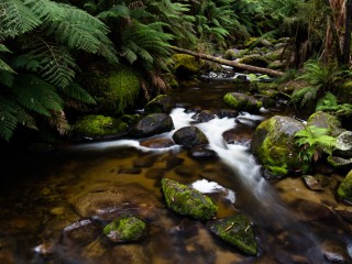 Victorian Rain forest, 澳洲雨林