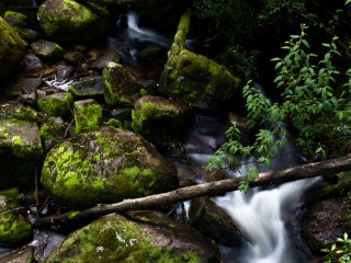 Victorian Rain forest, 澳洲雨林