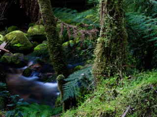 Victorian Rain forest, 澳洲雨林