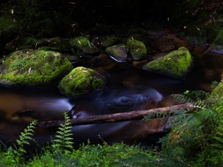 Victorian Rain forest, 澳洲雨林