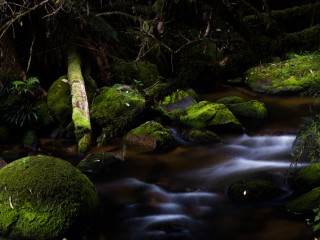 Victorian Rain forest, 澳洲雨林