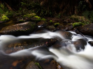 Victorian Rain forest, 澳洲雨林