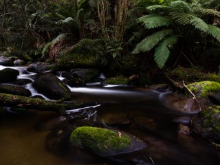 Victorian Rain forest, 澳洲雨林